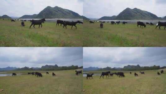 黑山羊放牧草原吃草高清在线视频素材下载