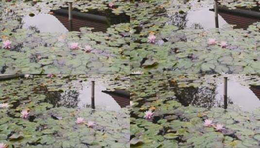 池塘里的睡莲 (2)高清在线视频素材下载