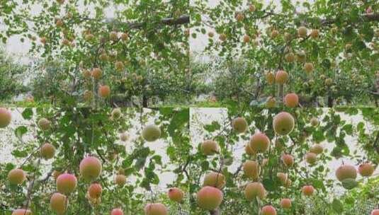 树上的苹果高清在线视频素材下载