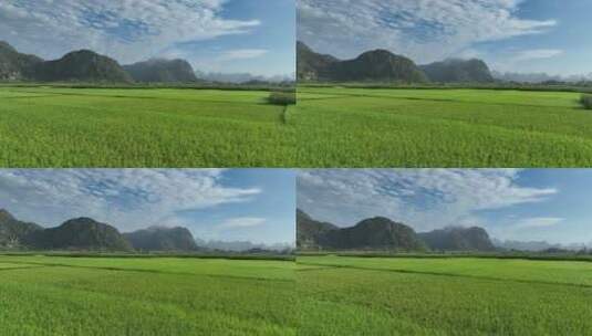 中国水稻农田航拍高清在线视频素材下载