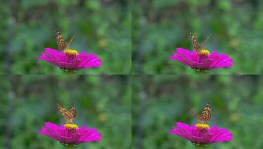 微距植物动物昆虫高清在线视频素材下载