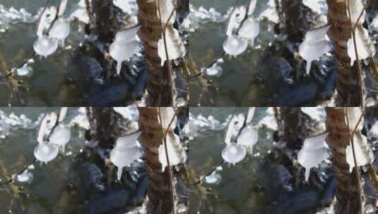 【4K原创】树枝结冰结霜高清在线视频素材下载