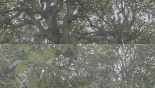 普洱古茶树高清在线视频素材下载