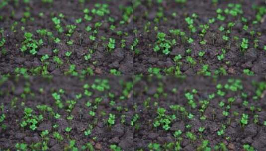 慢镜头特写雨中的豌豆秧苗茁壮生长高清在线视频素材下载