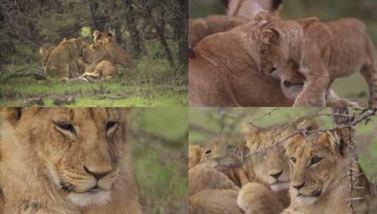 草原上的狮子高清在线视频素材下载