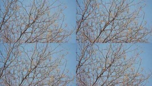 北京胡同冬天枯树落叶高清在线视频素材下载