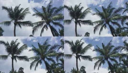 椰树晴朗天空蓝天白云天气环境优美植物高清在线视频素材下载
