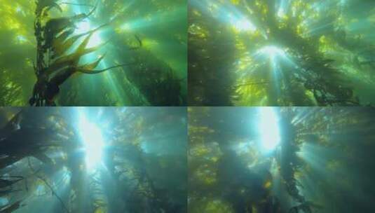 水下摄影海草水草丁达尔光高清在线视频素材下载