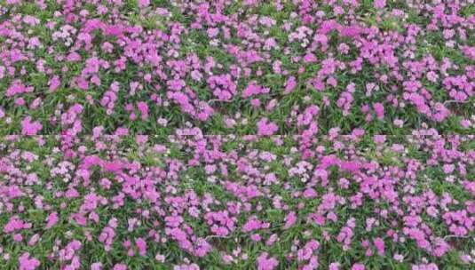 粉红色的花丛高清在线视频素材下载