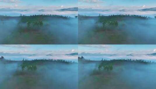 云雾缭绕的茶山日出高清在线视频素材下载