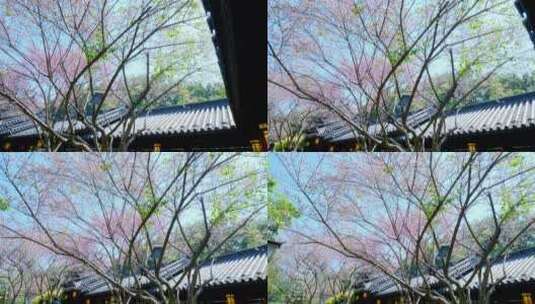 中式园林庭院的梅花高清在线视频素材下载
