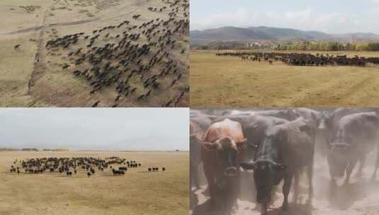 内蒙古草原牧场牛群高清在线视频素材下载