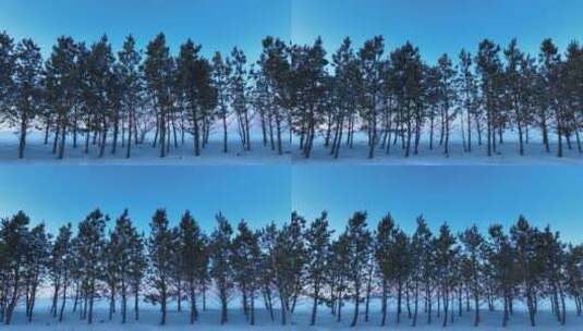 冬季樟子松防风林雪景高清在线视频素材下载