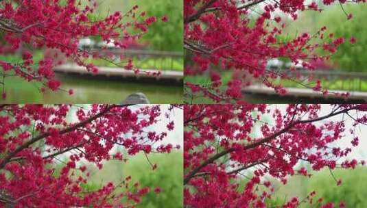 4K公园湖边的桃树高清在线视频素材下载