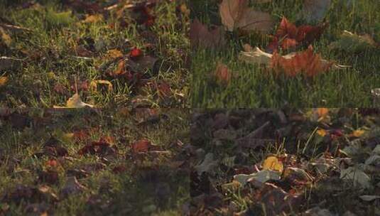 夕阳照在草坪中的落叶上高清在线视频素材下载