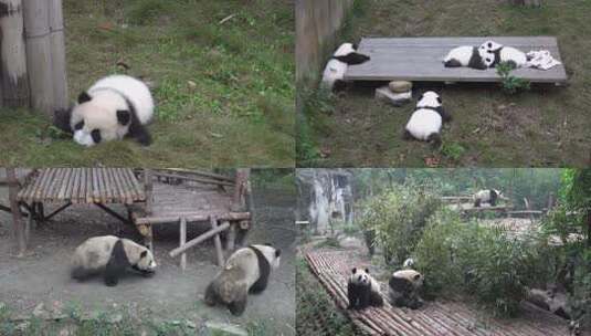 成都大熊猫繁育中心  四川成都  大熊猫高清在线视频素材下载
