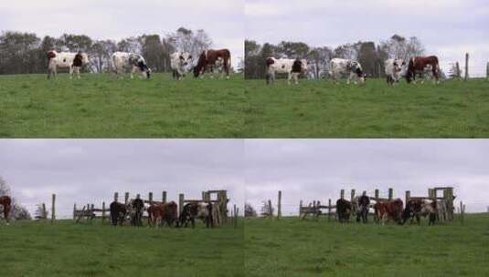牧场里的奶牛群高清在线视频素材下载