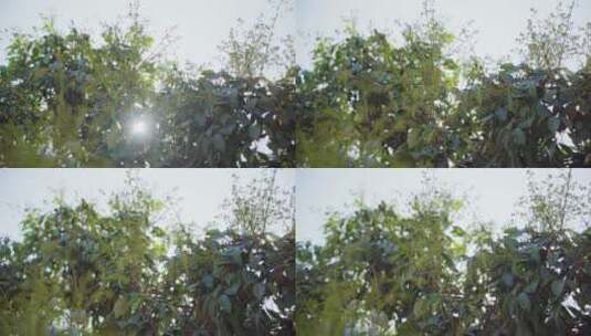 4k春天荔枝树叶发芽绿色植物唯美高清在线视频素材下载