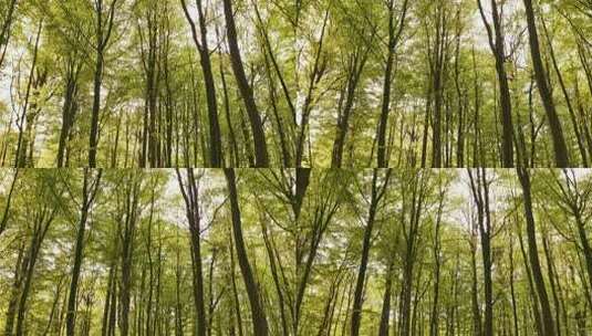 森林中央宁静的高大树木高清在线视频素材下载