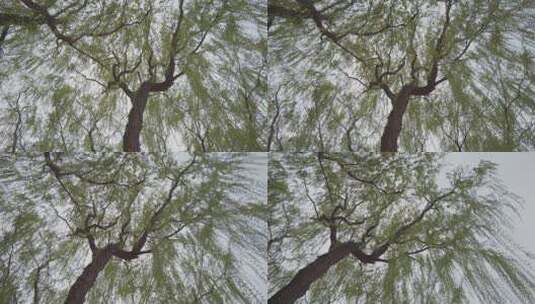 春天唯美风吹柳树高清在线视频素材下载