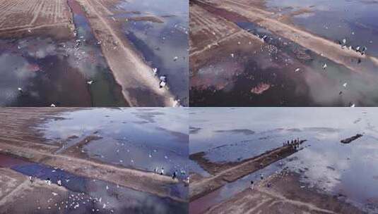 4k航拍云南丽江拉市海海鸥飞翔高清在线视频素材下载