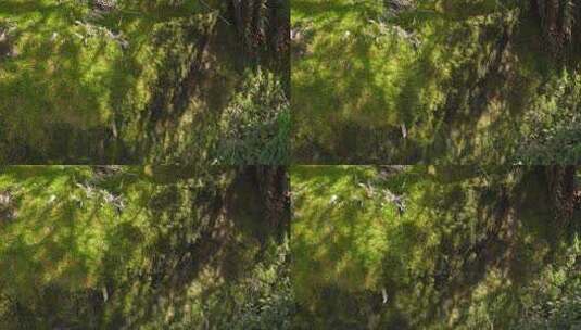 苔藓上的树叶光影高清在线视频素材下载