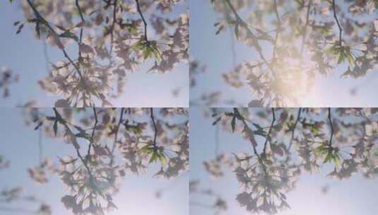 实拍杭州三月春天樱花盛开逆光-樱花大道高清在线视频素材下载