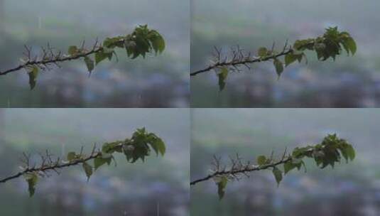 雨水浸湿多刺植物特写高清在线视频素材下载