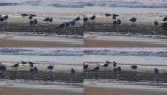 威海金海湾沙滩上的海鸥高清在线视频素材下载