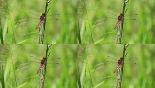 站在草叶上的红蜻蜓微距景观高清在线视频素材下载