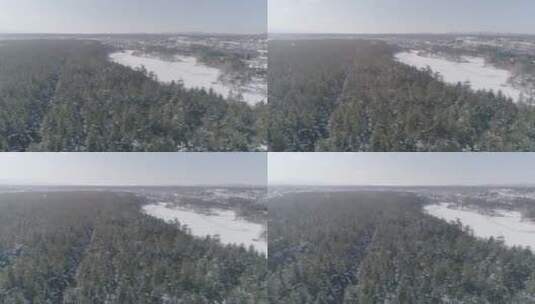 冬季长白山红松美人松原始森林航拍高清在线视频素材下载