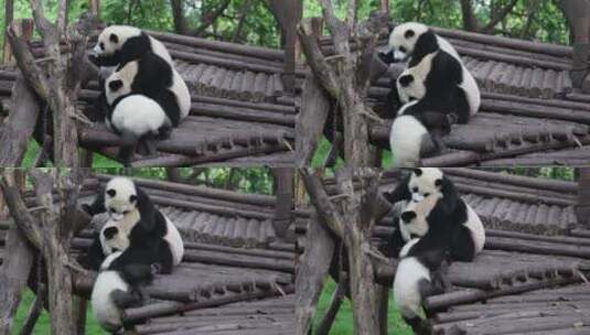 大熊猫-05高清在线视频素材下载