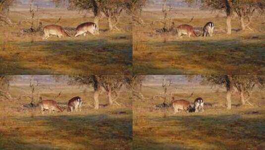 草地上战斗的鹿高清在线视频素材下载