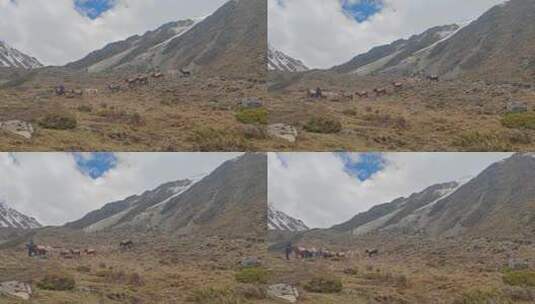 四川甘孜贡嘎山区那玛峰驮运行李的马队高清在线视频素材下载
