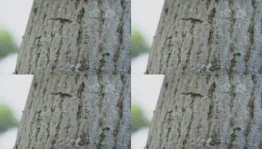 【正版素材】春天树上蚂蚁FX0447高清在线视频素材下载