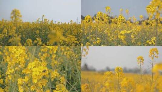 黄色油菜花高清在线视频素材下载