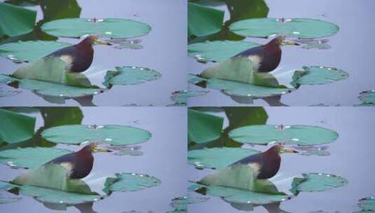 水塘荷叶上的一只池鹭B高清在线视频素材下载