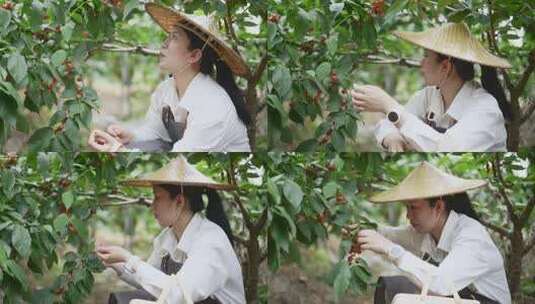 中年女性在果园采摘樱桃高清在线视频素材下载