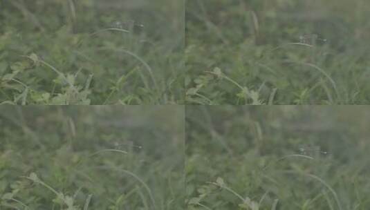 夏日森林湿地公园草丛上逗留的蜻蜓高清在线视频素材下载