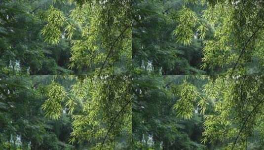 竹林视频素材竹子背景绿色竹叶太阳光斑竹林高清在线视频素材下载