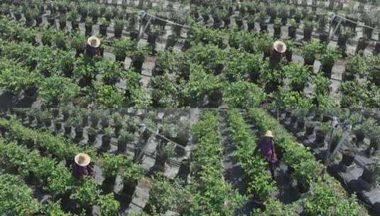 俯瞰农民在蓝莓种植园内采摘高清在线视频素材下载
