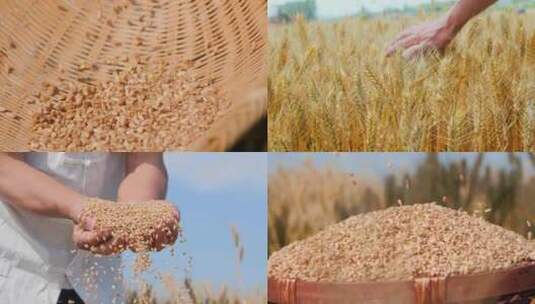 麦子成熟麦田高清在线视频素材下载