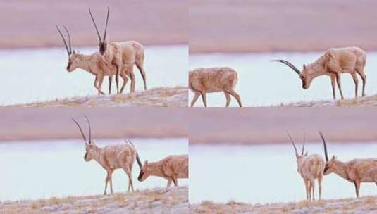 高清实拍野生动物藏羚羊高清在线视频素材下载