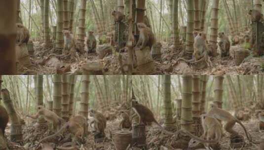 竹林里的猴群高清在线视频素材下载