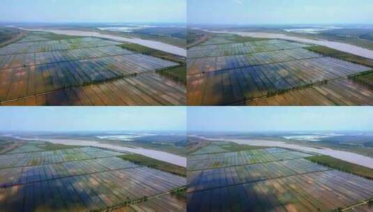 黄河平原水利灌溉水稻稻田航拍高清在线视频素材下载