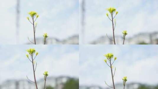 蔬菜花开花蕊黄色的花朵高清在线视频素材下载