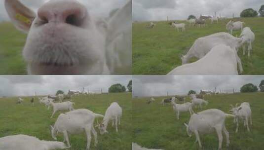 山羊靠近镜头喷气特写高清在线视频素材下载