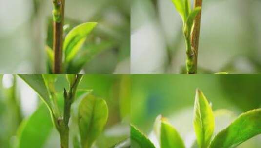 阳光下的茶树 茶叶高清在线视频素材下载