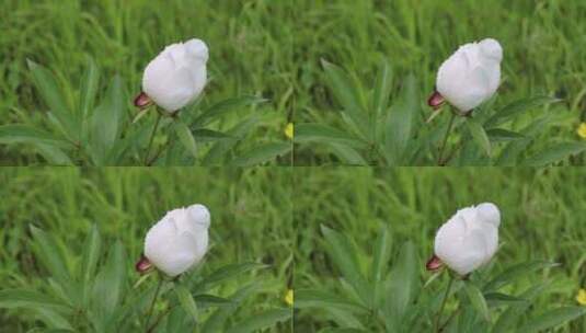 野生药用植物：芍药花高清在线视频素材下载