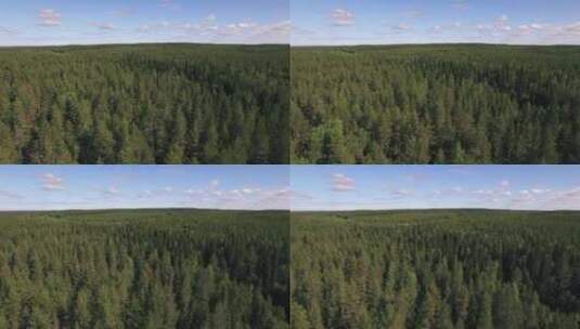 飞越松树森林白天天线高清在线视频素材下载
